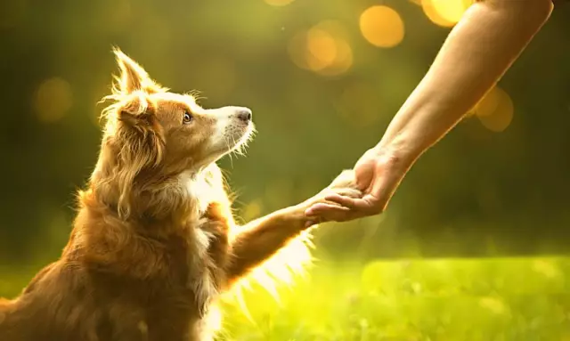 Человек борется с собакой - для женских аффектов