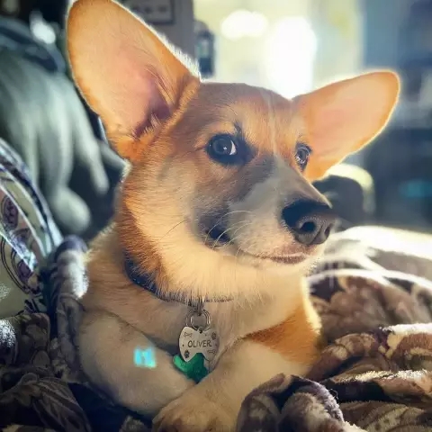 Собаки собак собак до сих пор находятся под угрозой