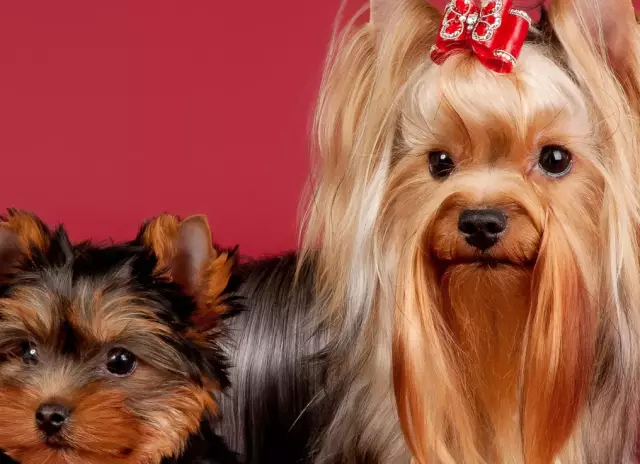 Собаки - лучшая защита, если они скрыты внутри