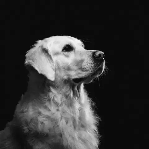 Собака Собака получает статую своего собственного