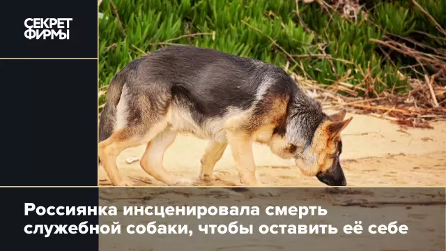 Смерть Ирландской спасательной собаки вдохновляет фонд помощи другим