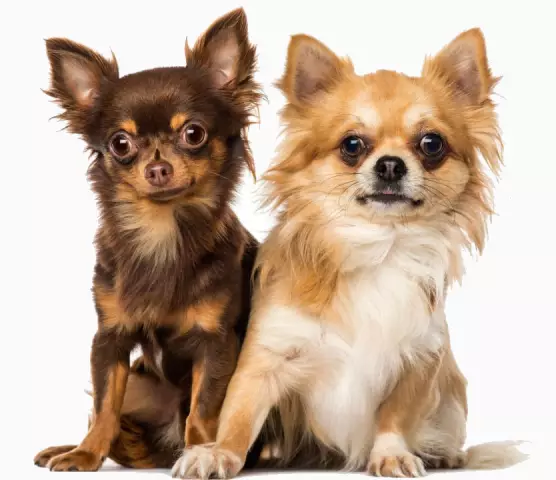 Чихуахуа с 2-мя ногами, спасенная от Хранителя, получает новые колеса