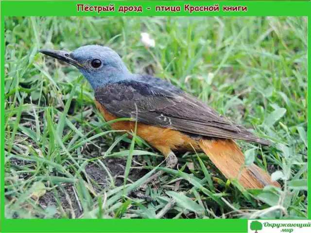 Напомним, обновление: разнообразие природы расширяет напоминание о сырых замороженных куриных диетах