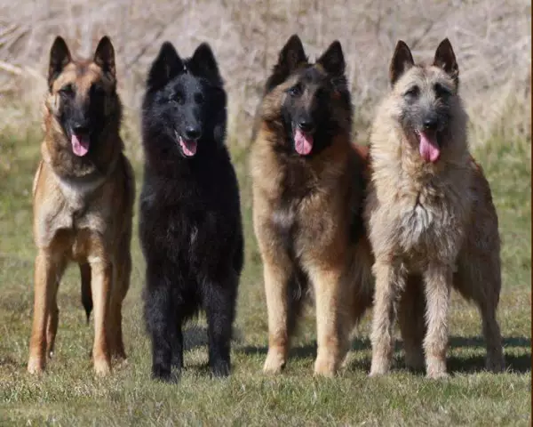 Флорида Женщина спасает немецких овчарок и немецких овчарок