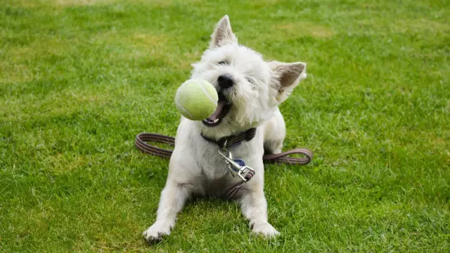 Шотландские собаки, испуганные фейерверком
