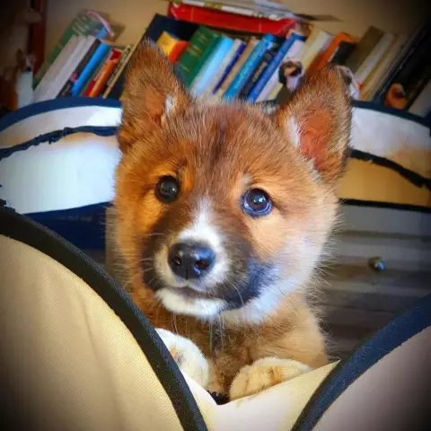 Женщина пытается отправить щенка воздушной почтой