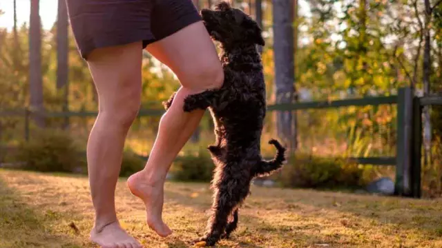 Взвешивание: эта собака слишком тонкая?