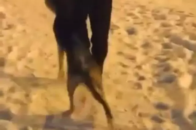 Женщина утверждает, что полицейские бьют ее над собакой