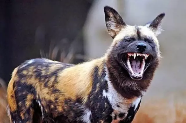 Африканские дикие собаки, возвращающиеся