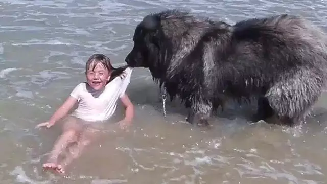 Филадельфийская собака спасает жизнь стража, почти умирает