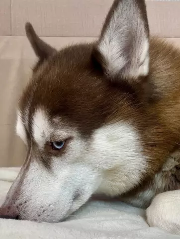 Голодная собака Патрик осталась на месте