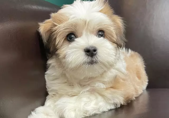 Отель New Havanese
