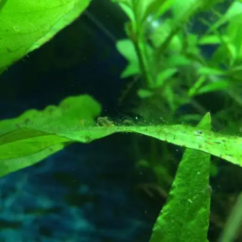 У всех ли водорослей есть пневматоцисты?