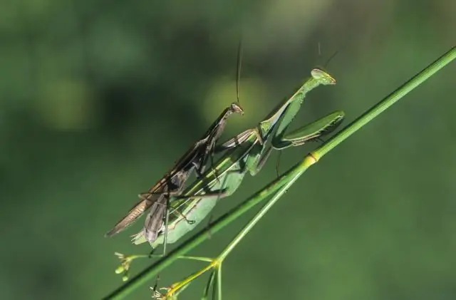Где лучше всего найти богомола?