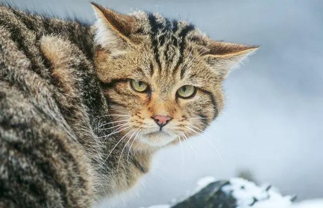 Как утеплить приют для диких кошек?