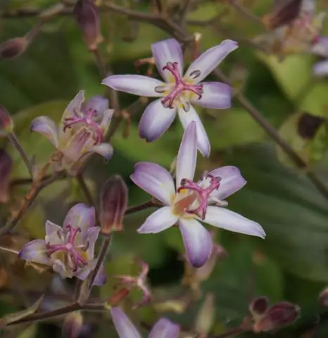 Ядовит ли трициртис?