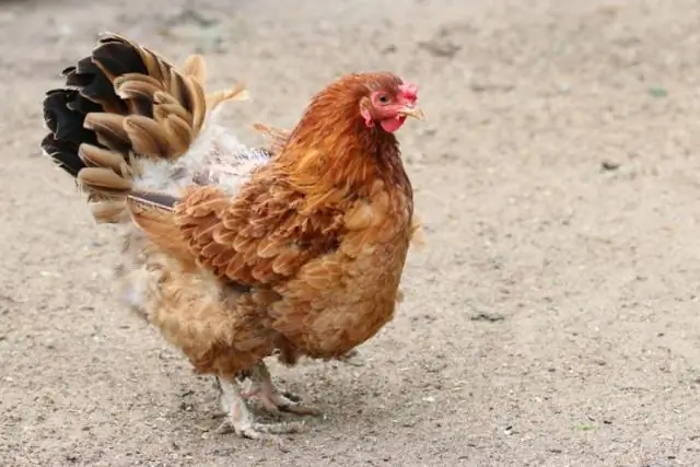 Можно ли заразиться гистоплазмозом от кур?