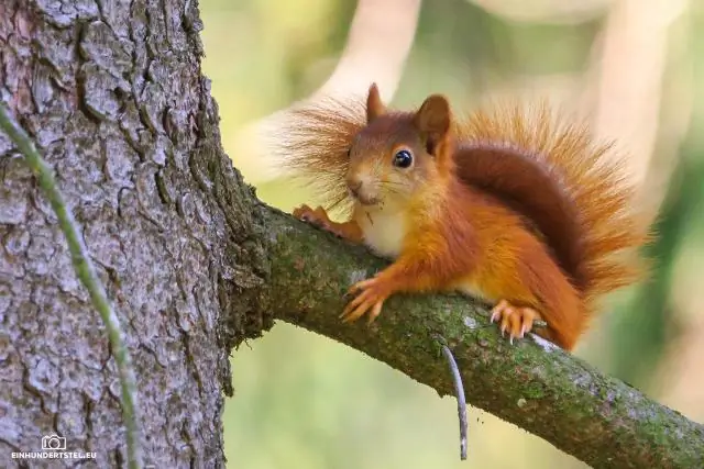 Насколько высоко я могу поставить беличью перегородку?