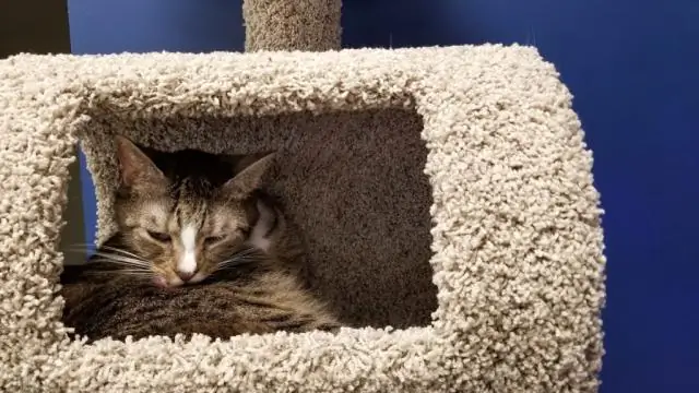 Как долго длится цикл очистки Catgenie?