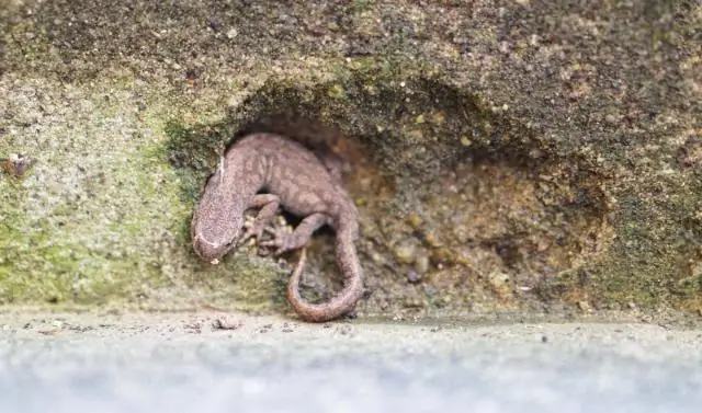 Как спасти умирающую ящерицу?