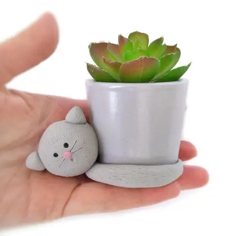 Можно ли есть суккуленты с кошками?