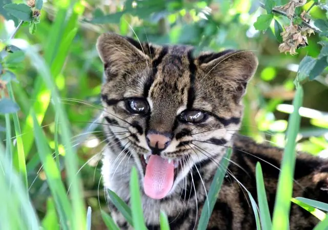 Что ест онцилла?