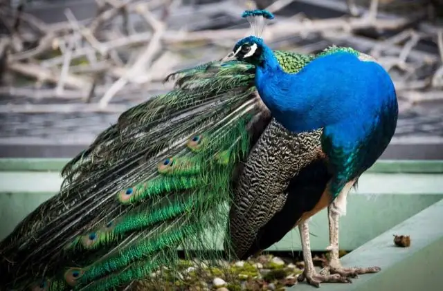 Что вы делаете с павлинами зимой?