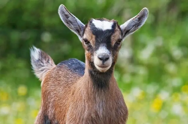 Сколько толтразурила дать козе?