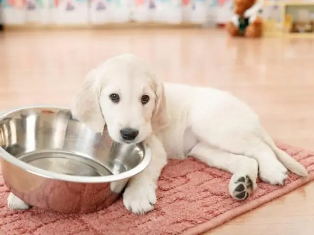 Что я могу дать собаке, чтобы все разрушить?