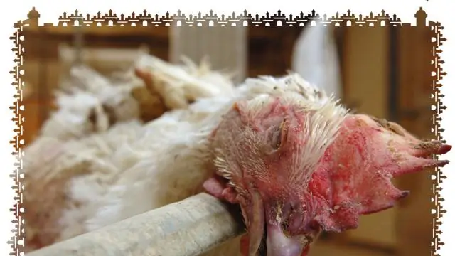 Сколько животных умирает от жестокого обращения с животными?