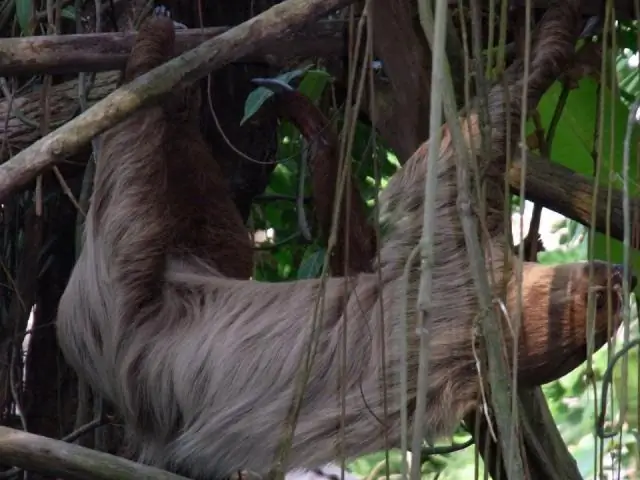 Можете ли вы вспомнить какие-либо три особенности млекопитающих?