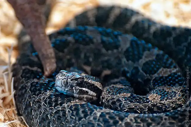 Есть ли в Мичигане молочные змеи?