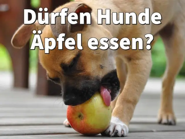 Могут ли собаки есть сыромятную кожу ежедневно?