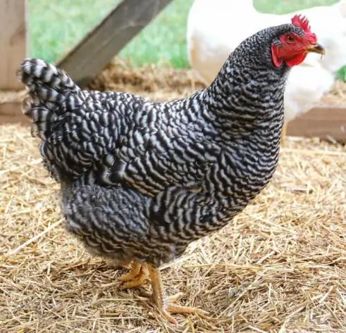 Что такое курица Cornish X Rock?