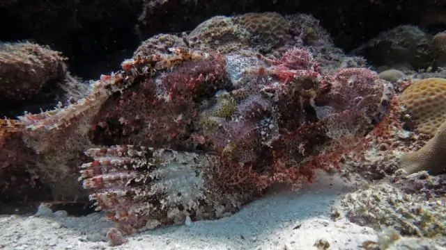 На что похож тихоокеанский морской окунь?