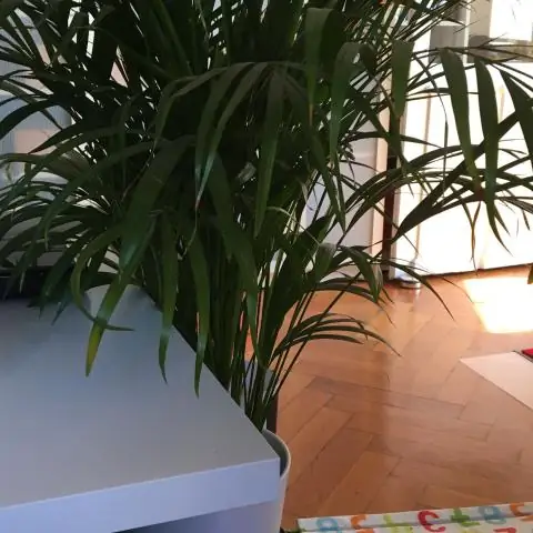 Ядовиты ли Cataractarum Palm для кошек?