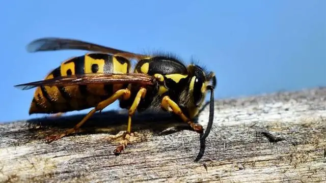 Какое домашнее средство убивает броненосцев?