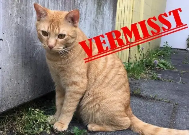 Как долго кошки обычно пропадают без вести?