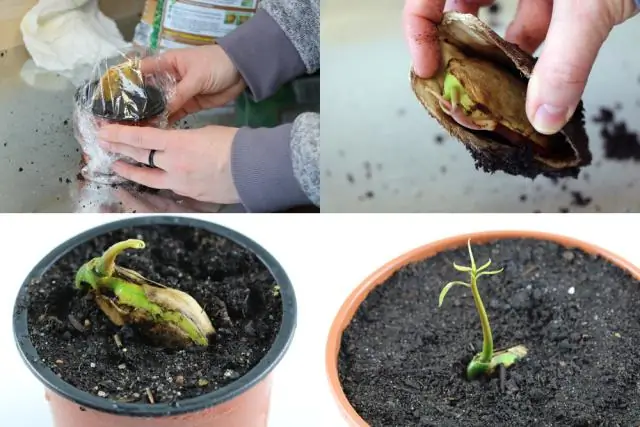 Как ухаживать за тигровой саламандрой?