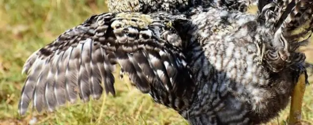 Почему у куриных крылышек есть маленькие волоски?