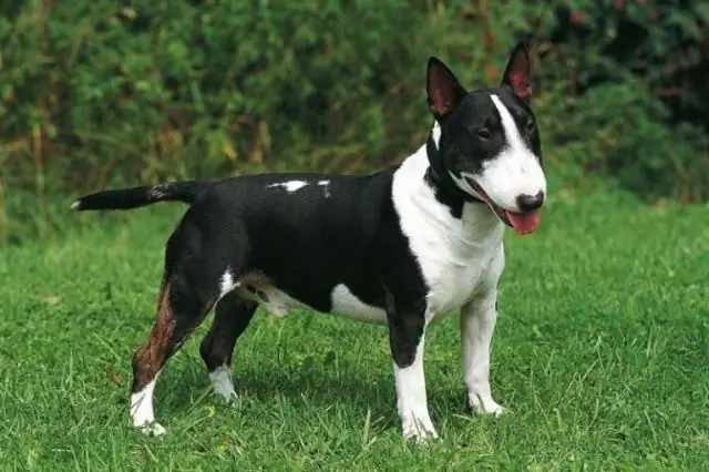 Какая миниатюрная порода собак самая лучшая?