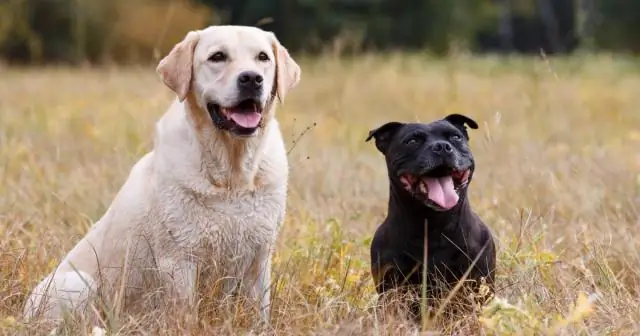 Какие бывают куры?