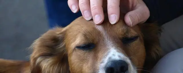 Какие стружки подходят щенкам?