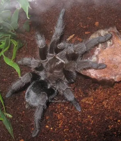 Что означает граммостола?