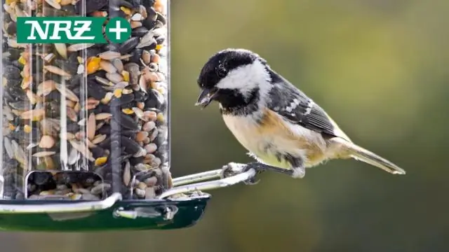 Чем кормить детеныша перепела Coturnix?