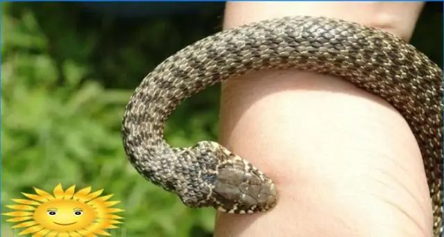 Привлекают ли природные бассейны змей?