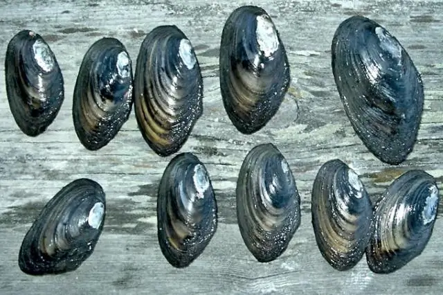 Чем кормить пресноводных моллюсков?