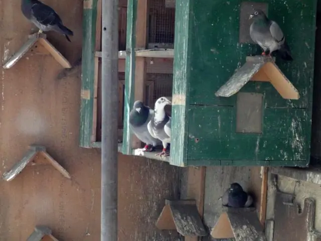 Что происходит, когда голубь теряет партнера?