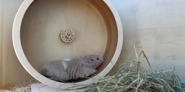 Как разбудить хомяка?