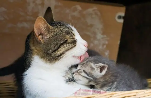 Где место коту, который записывает книги?